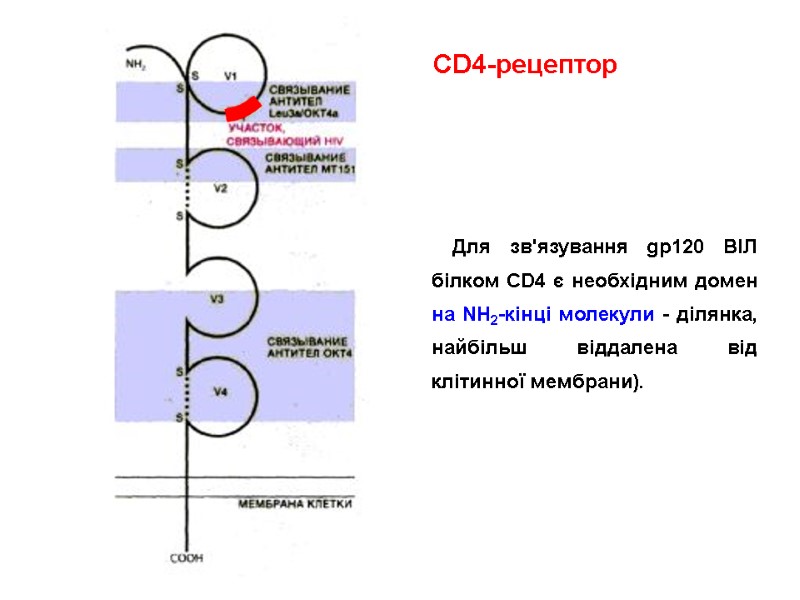 Для зв'язування gp120 ВІЛ білком CD4 є необхідним домен на ΝΗ2-кінці молекули - ділянка,